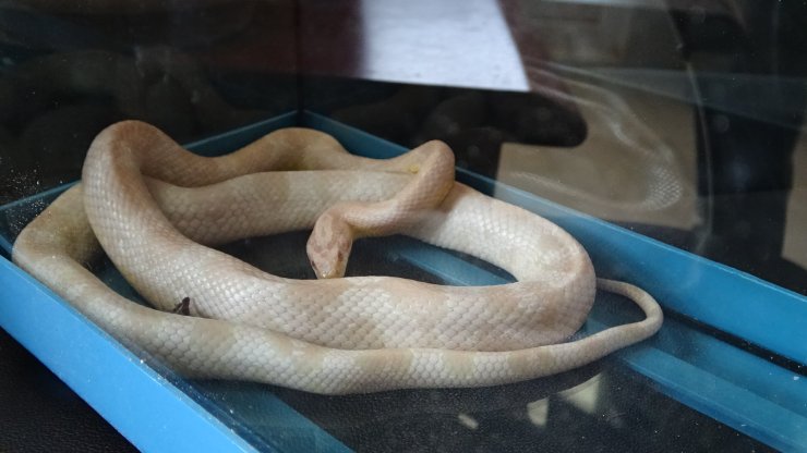 Mısır Yılanı Ve Tarantulayı Satmak İsterken Yakalandı