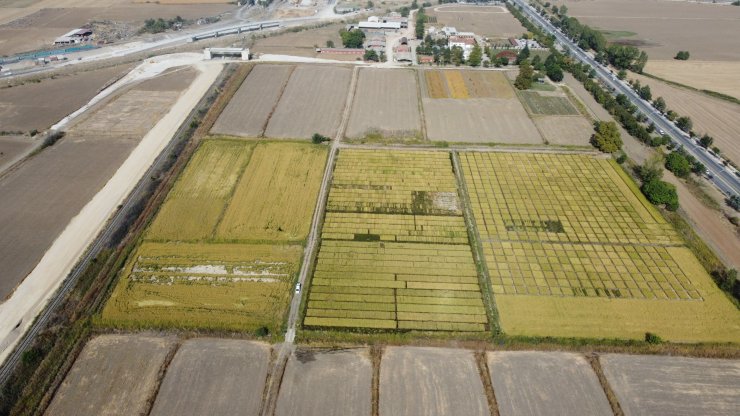 Trakya Tarımsal Araştırma Enstitüsü'nde, 99 Yılda 195 Farklı Tohum Geliştirildi