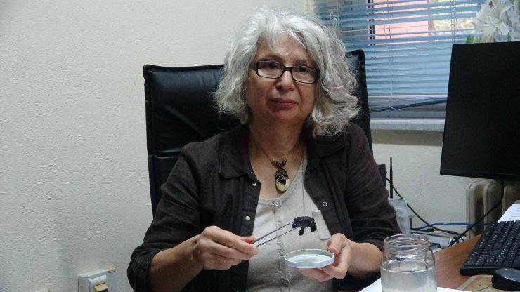 Gökçeada'da Caretta Caretta Yuvası Bulundu