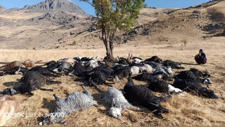 Hakkari'de Yıldırım Düştü, 62 Küçükbaş Öldü