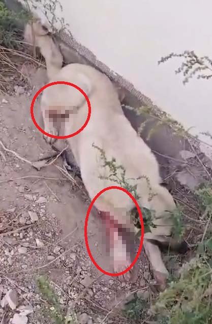 Ördek Ve Tavuklarını Yediğini İddia Ettiği 2 Köpeği Tüfekle Vurdu