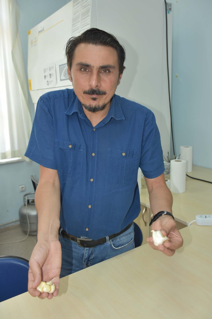 'Taşköprü Sarımsağı Antibiyotik Özelliği Bakımından Çin Sarımsağından Yüzde 100 Daha Etkili'