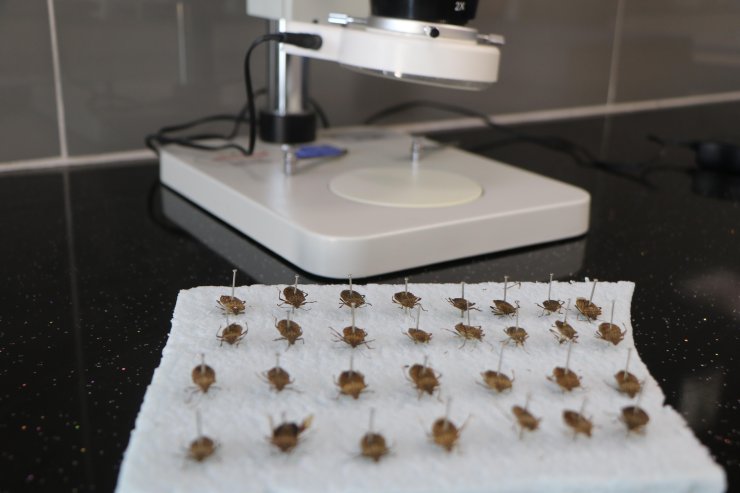 Doç. Dr. Saruhan: Kahverengi Kokarca Böceği Görüldüğü Yerde İmha Edilmeli