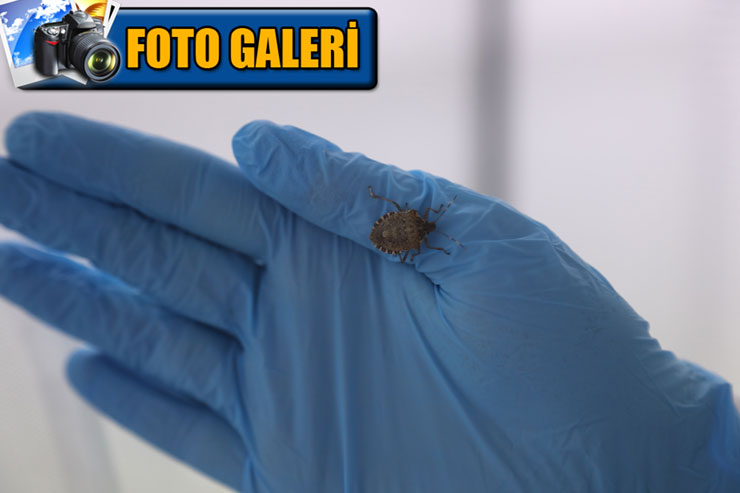 kahverengi-kokarca-halyomorpha-halys-fotogaleri.jpg
