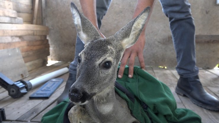 Köpeklerin Saldırdığı Yavru Karaca Tedaviye Alındı