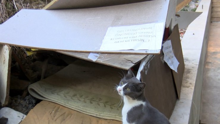 Sultangazi'de Yavru Kedileri Annesine Kavuşturmak İçin Camiden Anonsla Çağrı