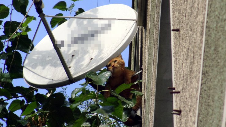 Avcılar'da 4. Kattan Düşen Kediyi İtfaiye Kurtardı