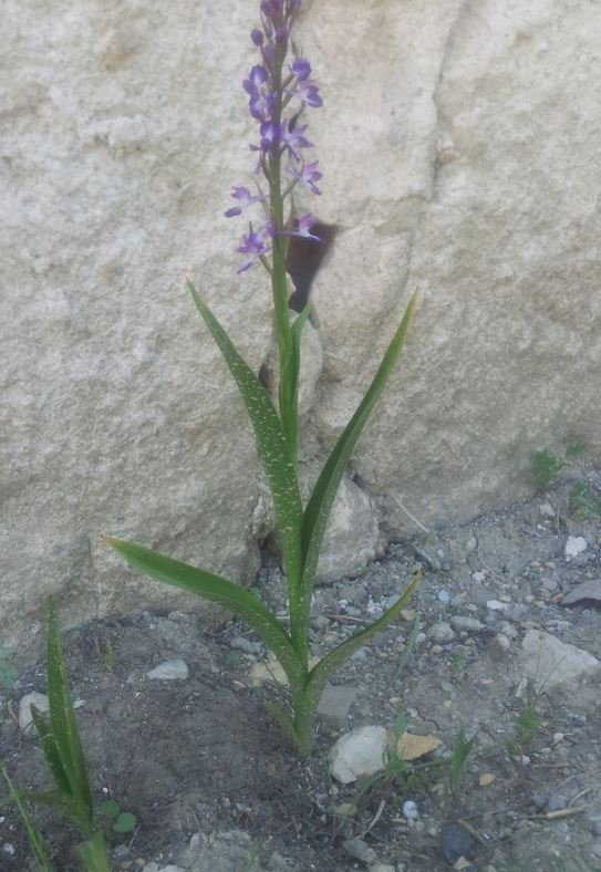 Biyokaçakçılara 5,6 Milyon Tl Ceza