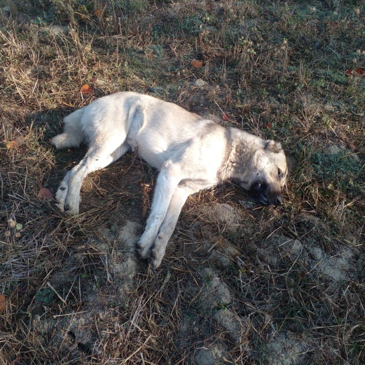 Çiftliğe Atılan Etten Yiyen 5 Kangal Köpeğinden 3'ü Öldü