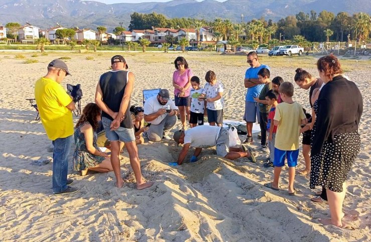 Kuşadası Ve Didim'de Carreta Caretta Yavruları Denizle Buluşturuldu