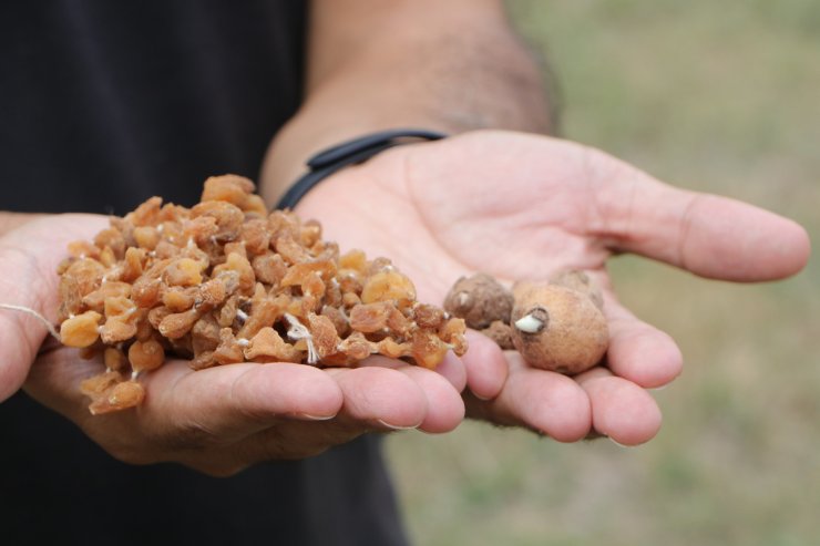 İhracat Değeri Yüksek Salep Bitkisinin Kompost Uygulamasıyla Verimi Artıyor