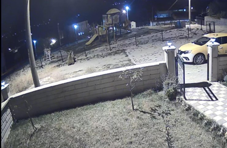 Parka Giren Ayı Tel Örgüleri Devirdi, Ekipler Sabaha Kadar Aradı