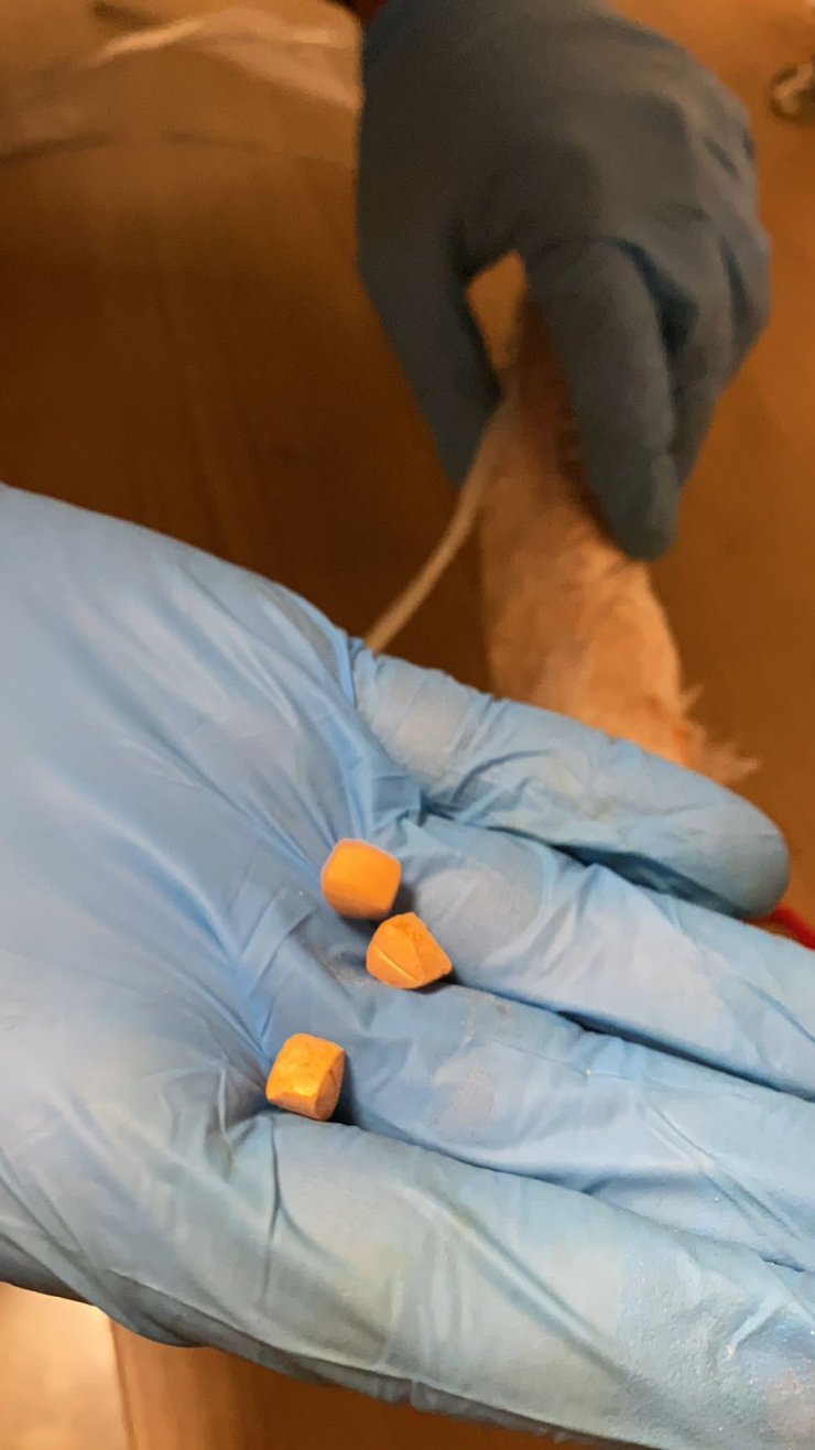 İç Çamaşırlarından Uyuşturucu Hap Çıktı