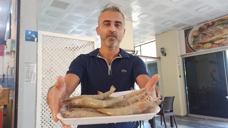 İskenderun Körfezi'nde 'Jumbo Karides' Bereketi
