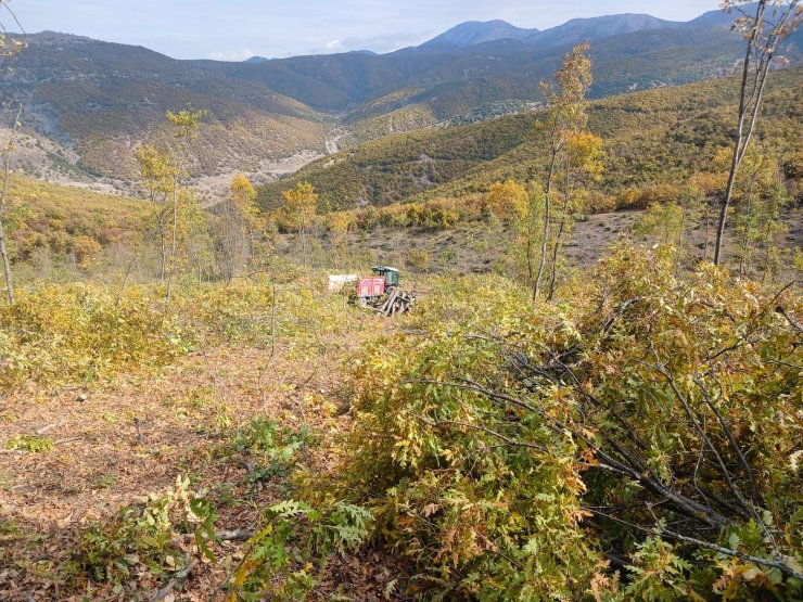 Ormanda Odun Keserken Vuruldu
