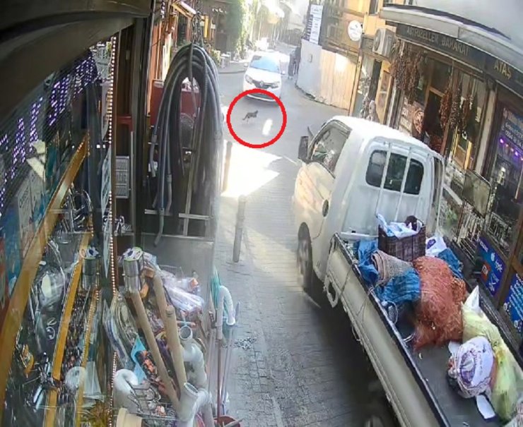 Kamyonetiyle Ters Yöne Giren Sürücü, Sokak Kedisini Ezip Yoluna Devam Etti