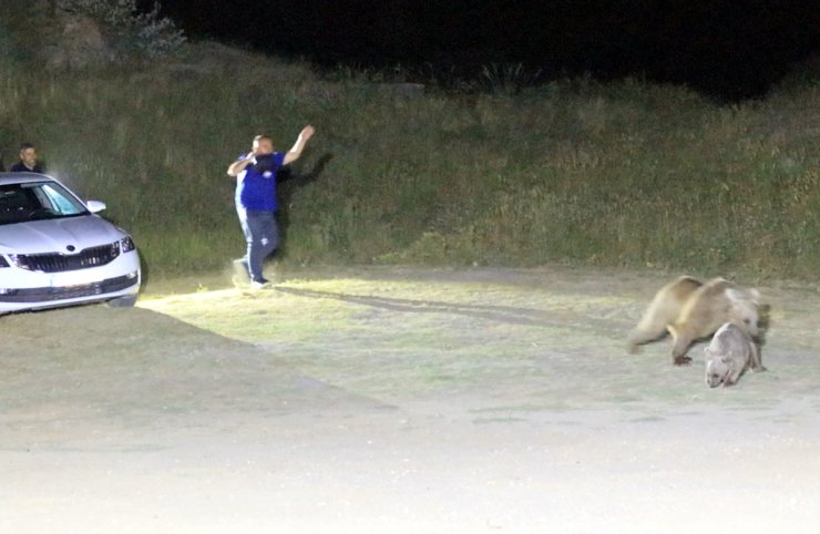 Piknik Yapan Aile, 2'si Yetişkin 4 Ayıyı Ağaç Dallarıyla Uzaklaştırdı