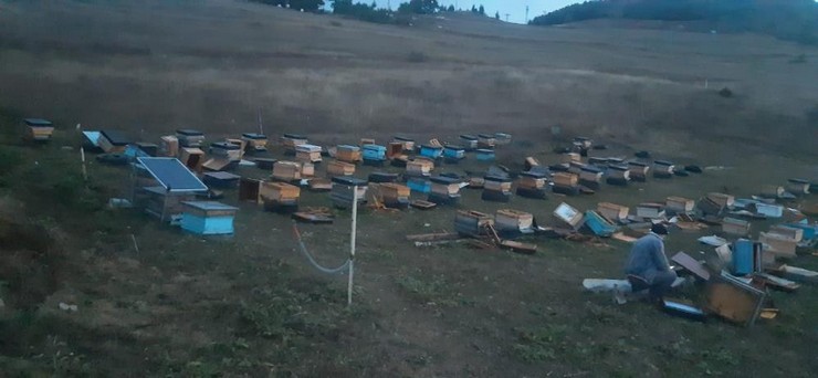 artvinin-ardanuc-ilcesinde-ac-kalan-ayilar-ari-kovanlarina-dadandi-ari-kovanlari-icin-cevrili-elektrik-tellerini-gunduz-yaylada-otlayan-hayvanlar-koparinca-gece-ayi-rahatca-girdigi-ariliktaki-60-kovana-za-3.jpg