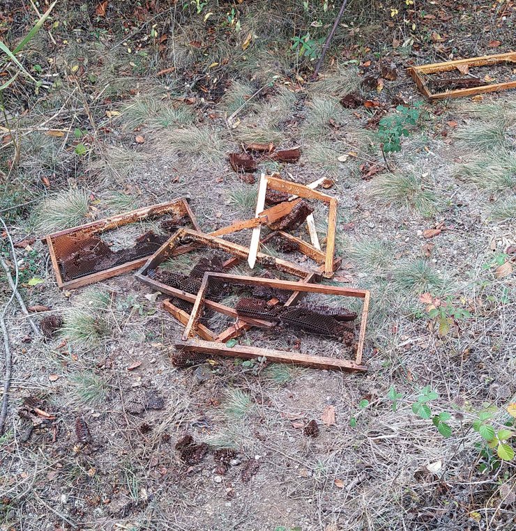 Çankırı'da Köye İnen Ayı, Arı Kovanlarını Parçaladı