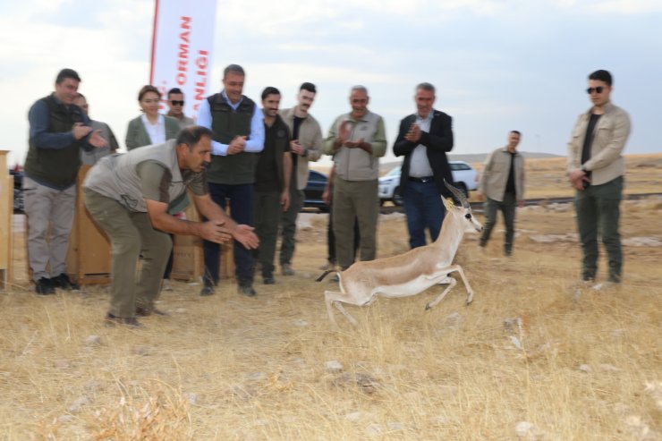 Şanlıurfa Dağlarındaki Ceylan Sayısı 413'e Ulaştı