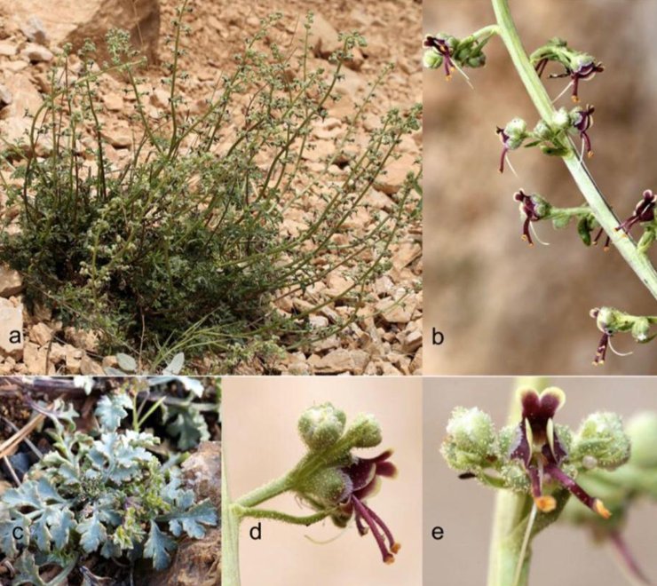 Alakır'da Keşfedilen Bitki Türüne, Çevreci Çiftin Adı Verildi