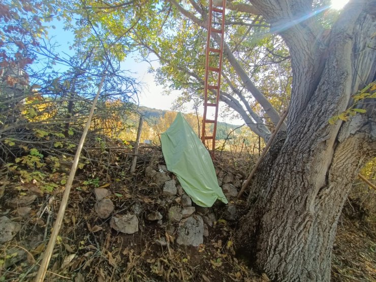 Ceviz Ağacından Düştü, Vücuduna Demir Saplanıp Öldü