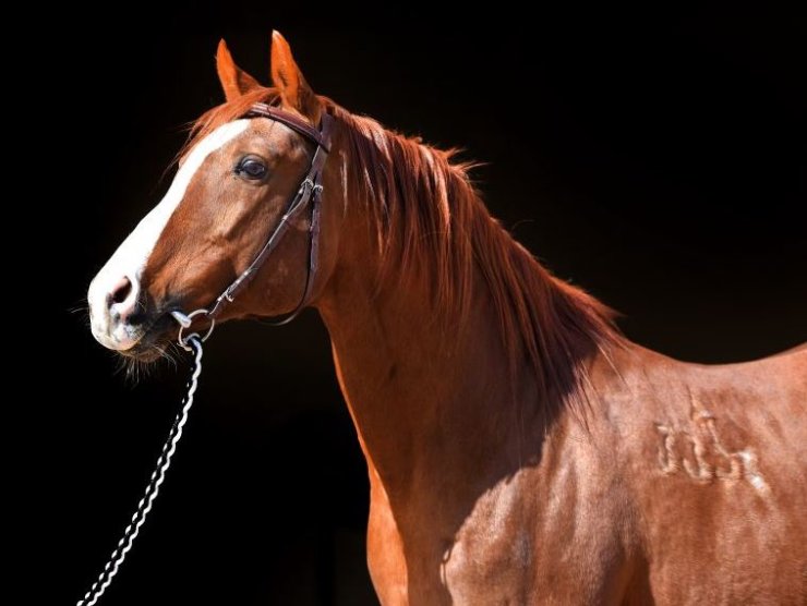 Yarış Atı 'özgünhan'ın Yavrusuna Rekor Fiyat