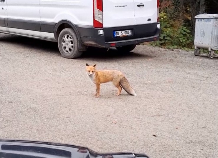 artvinde-dag-evinde-elleriyle-besledigi-tilkiyi-yolda-gorunce-aracini-durdurup-eve-davet-etti-3.jpg
