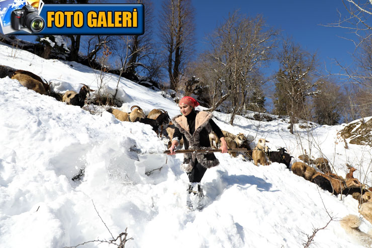 hamdu-sena-bilgin-rizede-hayvanlari-icin-kar-altinda-kalan-otlari-aciyor.jpg