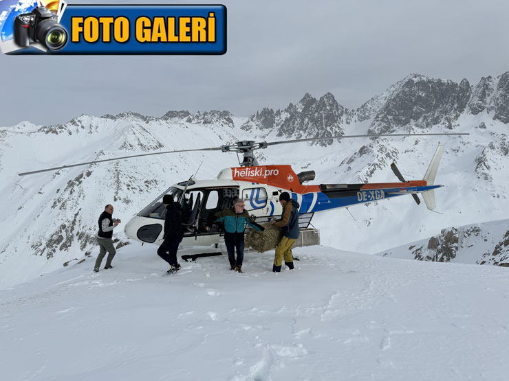 engel-boynuzlu-dag-kecileri-icin-kackarlara-helikopterle-yem-tasindi.jpg