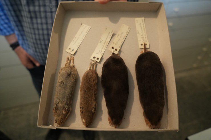 samsun-ondokuz-mayis-universitesi-omu-fen-fakultesinde-53-yillik-birikim-sonucu-toplanan-memeli-hayvan-koleksiyonunda-dunya-biyocesitliligine-ilk-kez-kazandirilan-3-yen-1.jpg