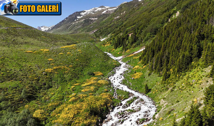 rizede-yaylalarda-acan-cicekler-gorenleri-hayran-birakiyor.jpg