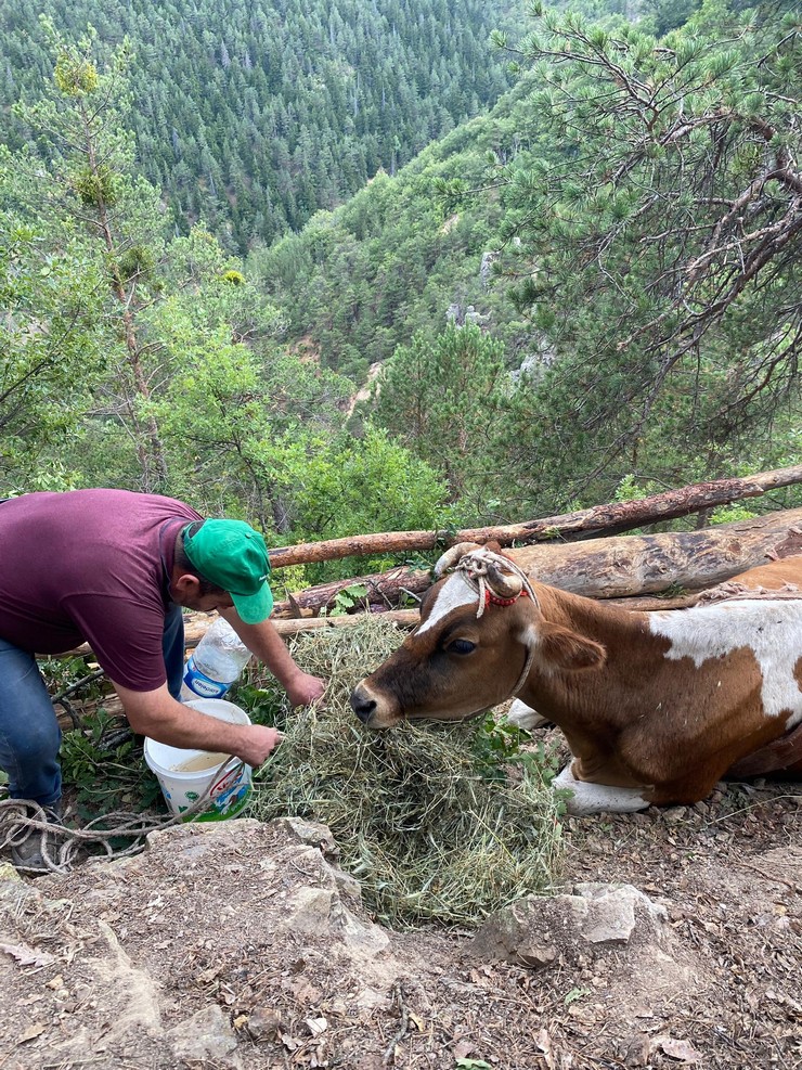 gumushanenin-torul-ilcesine-bagli-soguksu-mahallesinde-2-gun-once-dustugu-ucurumda-mahsur-kalan-inek-calismalara-ragmen-kurtarilamadi-2.jpg