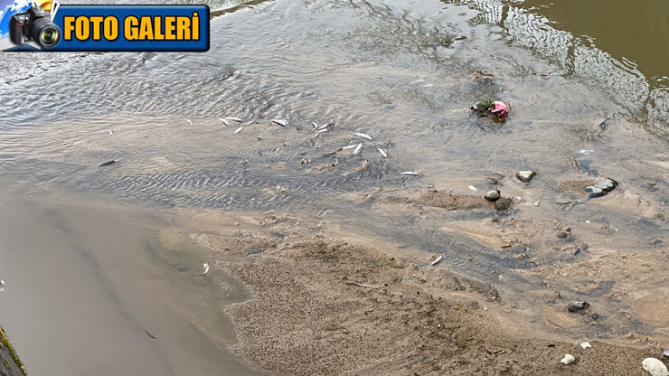 rizede-derede-balik-olumlerine-inceleme-foto-galeri.jpg