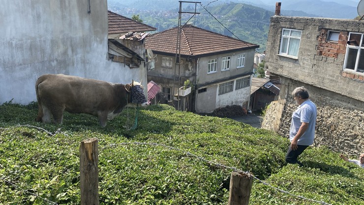 rizenin-derepazari-ilcesinde-cay-bahcesine-kacan-boga-sahiplerine-zor-anlar-yasatti-2.jpg