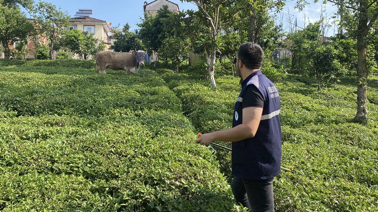 rizenin-derepazari-ilcesinde-cay-bahcesine-kacan-boga-sahiplerine-zor-anlar-yasatti-3.jpg