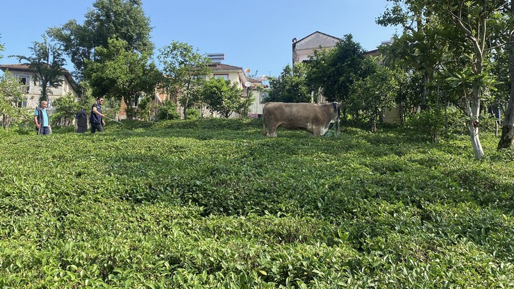 rizenin-derepazari-ilcesinde-cay-bahcesine-kacan-boga-sahiplerine-zor-anlar-yasatti-4.jpg