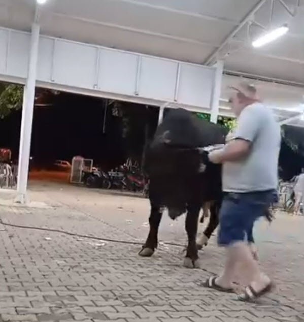 Para atarken boğanın boynuz darbesiyle havaya fırladı