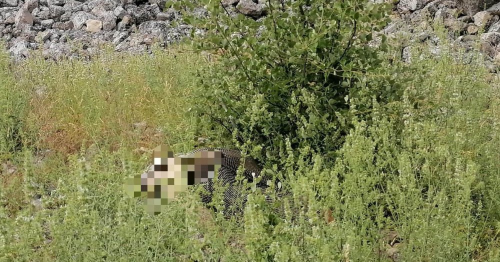 Ot toplamak isterken kayalıktan düşerek öldü