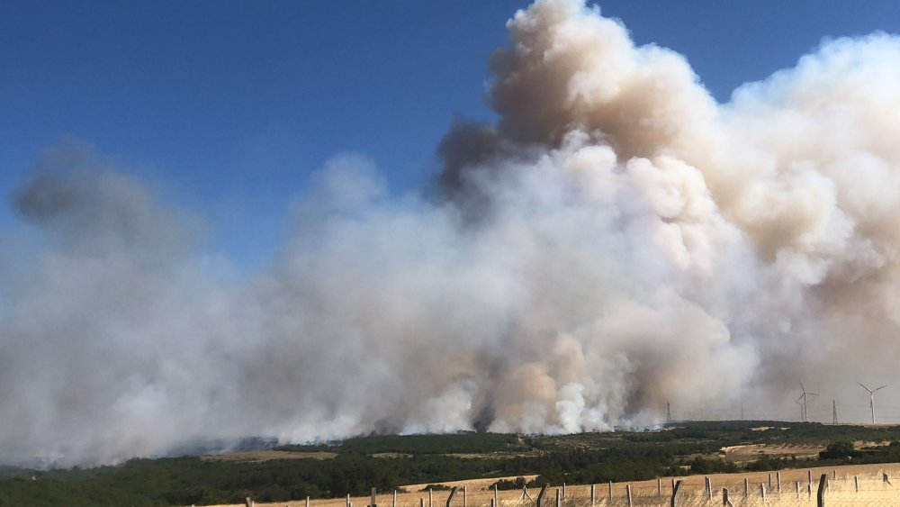 Silivri'de orman yangını: 100 hektar alan zarar gördü