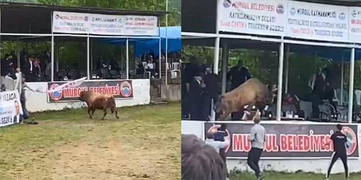 Boğa Protokol Tribününe Daldı, O Anlar Kameraya Yansıdı