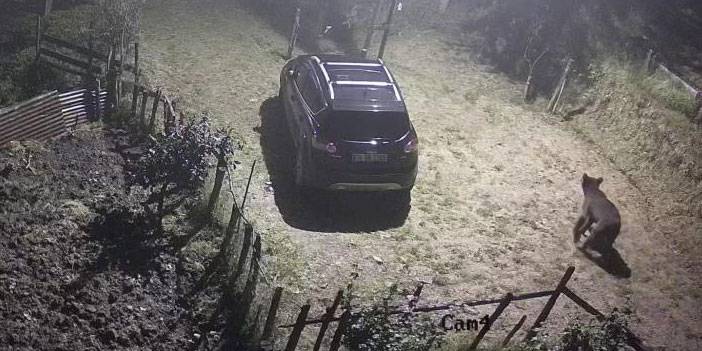 Yiyecek aramak için mahalleye inen ayı güvenlik kameralarına takıldı