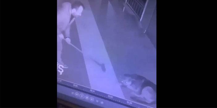 Rize’de Köpeğe Şiddet Uygulayan Kişi Gözaltına Alındı