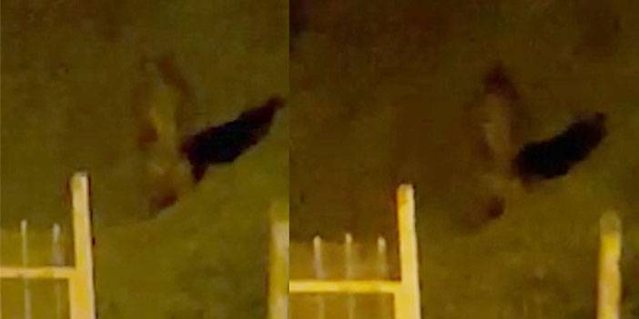 Rize'de çay bahçesine giren ayı görenleri korkuttu