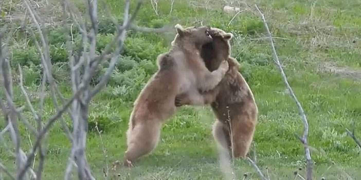 İspir'de bozayıların gülümseten güreşi kameraya yansıdı