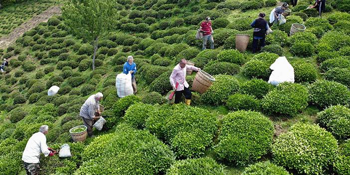Fındık diyarı Ordu’da ilk çay hasadı başladı