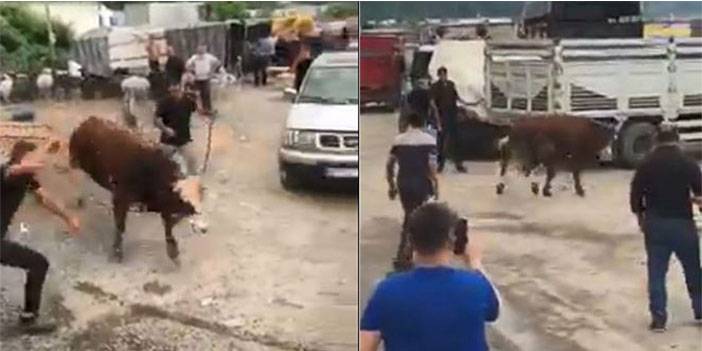 İpini koparan boğa Hopa'da kurban pazarını birbirine kattı