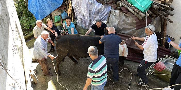 Rize'de kurbanlık boğa sahibini yaraladı
