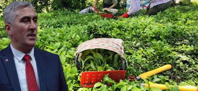 Rize Ziraat Odası Başkan Adayı Mavi: Çay Üreticisinin Banka Promosyonu Almasını Sağlayacağız