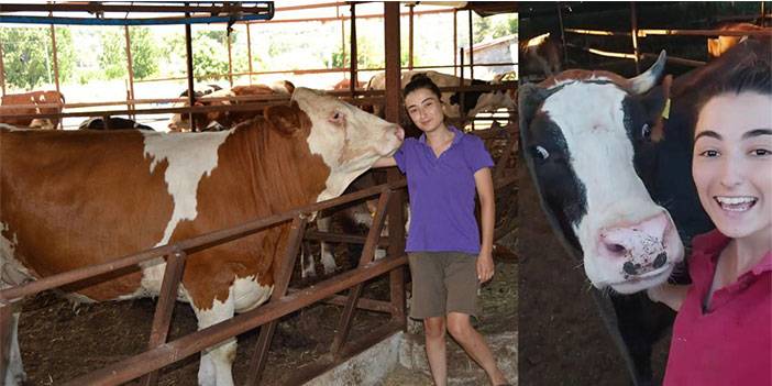 İneğin selfie merakı sosyal medyada viral oldu
